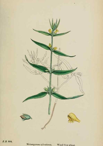 Reproducción/Reproduction 48717590743: English botany, or, Coloured figures of British plants /. London :R. Hardwicke,1863-1886.. 