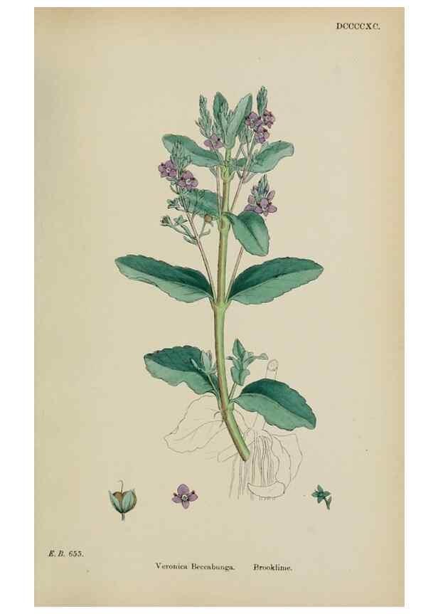 Reproducción/Reproduction 48717586108: English botany, or, Coloured figures of British plants /. London :R. Hardwicke,1863-1886.. 
