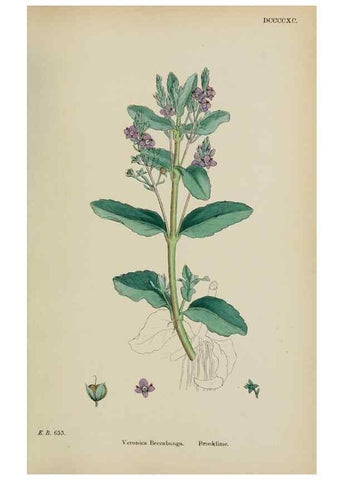 Reproducción/Reproduction 48717586108: English botany, or, Coloured figures of British plants /. London :R. Hardwicke,1863-1886.. 