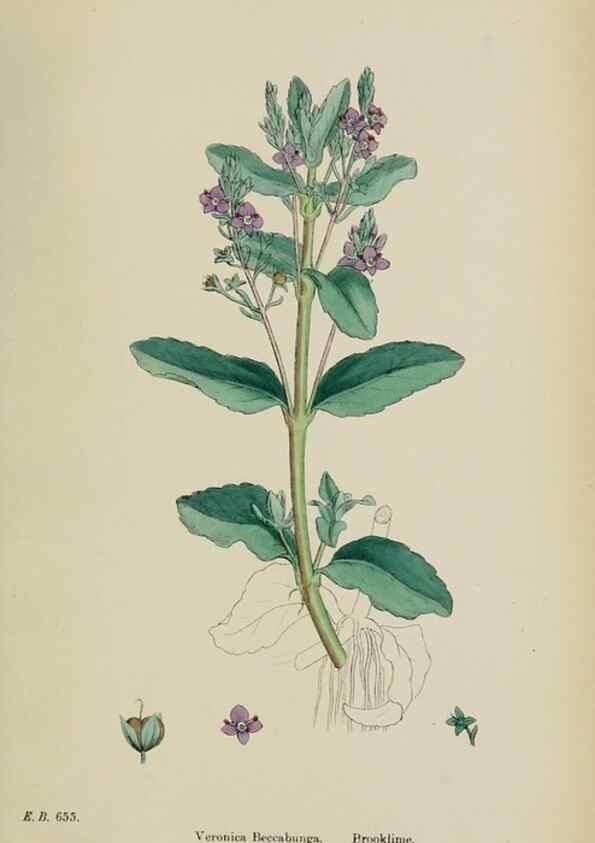 Reproducción/Reproduction 48717586108: English botany, or, Coloured figures of British plants /. London :R. Hardwicke,1863-1886.. 