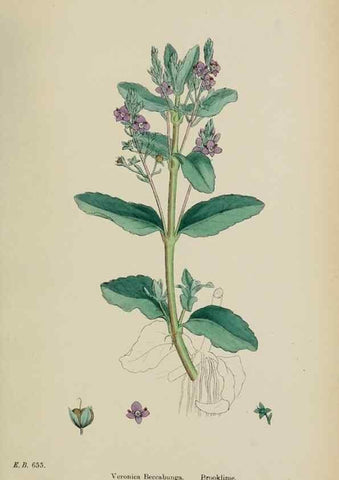 Reproducción/Reproduction 48717586108: English botany, or, Coloured figures of British plants /. London :R. Hardwicke,1863-1886.. 