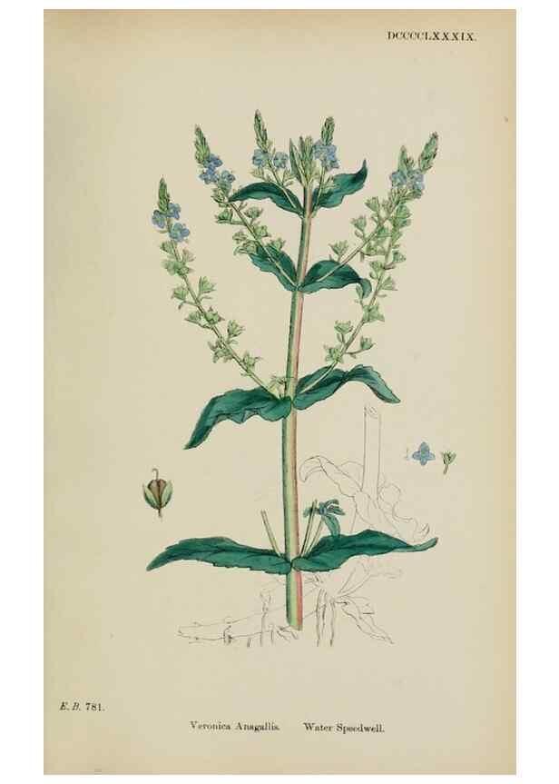 Reproducción/Reproduction 48717585818: English botany, or, Coloured figures of British plants /. London :R. Hardwicke,1863-1886.. 