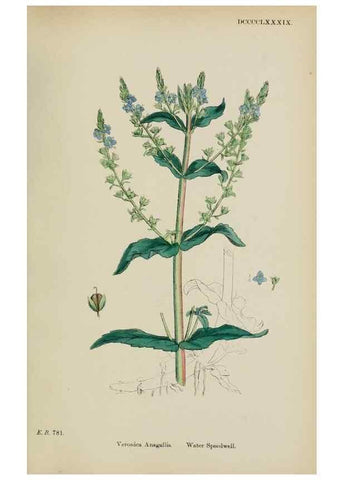 Reproducción/Reproduction 48717585818: English botany, or, Coloured figures of British plants /. London :R. Hardwicke,1863-1886.. 