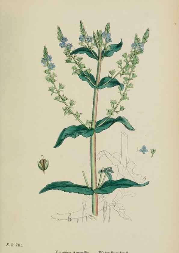 Reproducción/Reproduction 48717585818: English botany, or, Coloured figures of British plants /. London :R. Hardwicke,1863-1886.. 