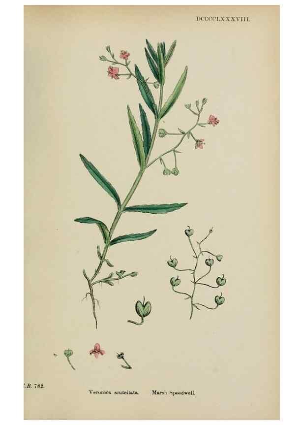 Reproducción/Reproduction 48717585458: English botany, or, Coloured figures of British plants /. London :R. Hardwicke,1863-1886.. 