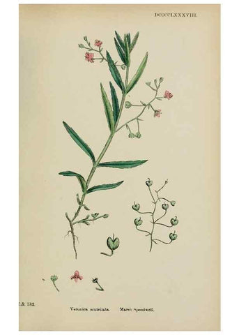 Reproducción/Reproduction 48717585458: English botany, or, Coloured figures of British plants /. London :R. Hardwicke,1863-1886.. 