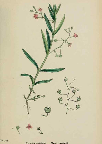 Reproducción/Reproduction 48717585458: English botany, or, Coloured figures of British plants /. London :R. Hardwicke,1863-1886.. 