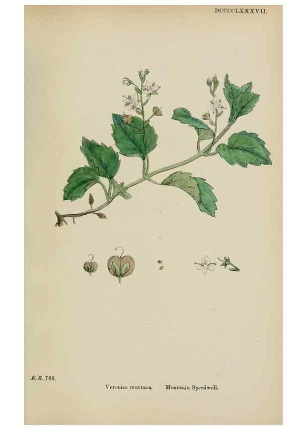 Reproducción/Reproduction 48717585093: English botany, or, Coloured figures of British plants /. London :R. Hardwicke,1863-1886.. 