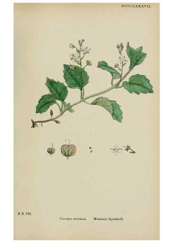 Reproducción/Reproduction 48717585093: English botany, or, Coloured figures of British plants /. London :R. Hardwicke,1863-1886.. 