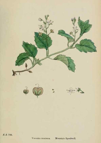 Reproducción/Reproduction 48717585093: English botany, or, Coloured figures of British plants /. London :R. Hardwicke,1863-1886.. 