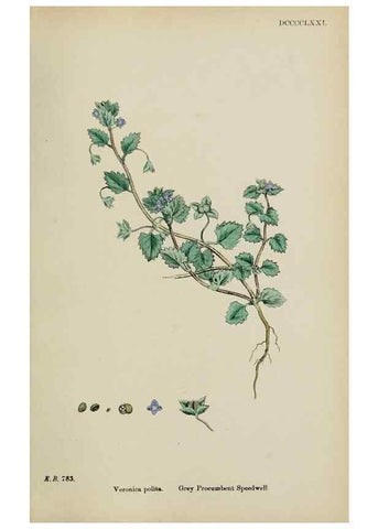 Reproducción/Reproduction 48718087377: English botany, or, Coloured figures of British plants /. London :R. Hardwicke,1863-1886.. 