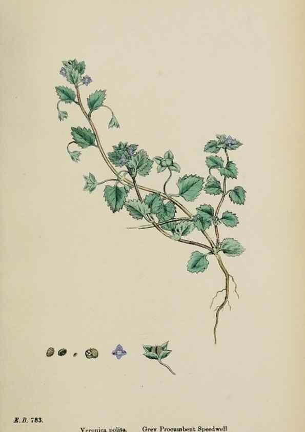 Reproducción/Reproduction 48718087377: English botany, or, Coloured figures of British plants /. London :R. Hardwicke,1863-1886.. 