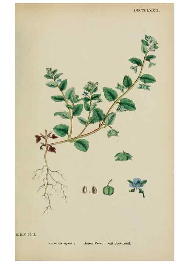 Reproducción/Reproduction 48717917051: English botany, or, Coloured figures of British plants /. London :R. Hardwicke,1863-1886.. 