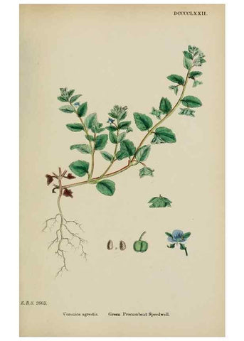 Reproducción/Reproduction 48717917051: English botany, or, Coloured figures of British plants /. London :R. Hardwicke,1863-1886.. 