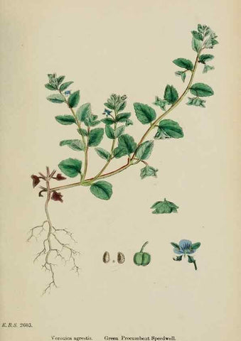 Reproducción/Reproduction 48717917051: English botany, or, Coloured figures of British plants /. London :R. Hardwicke,1863-1886.. 