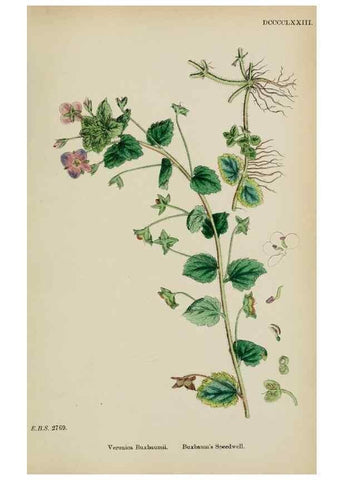 Reproducción/Reproduction 48718088007: English botany, or, Coloured figures of British plants /. London :R. Hardwicke,1863-1886.. 