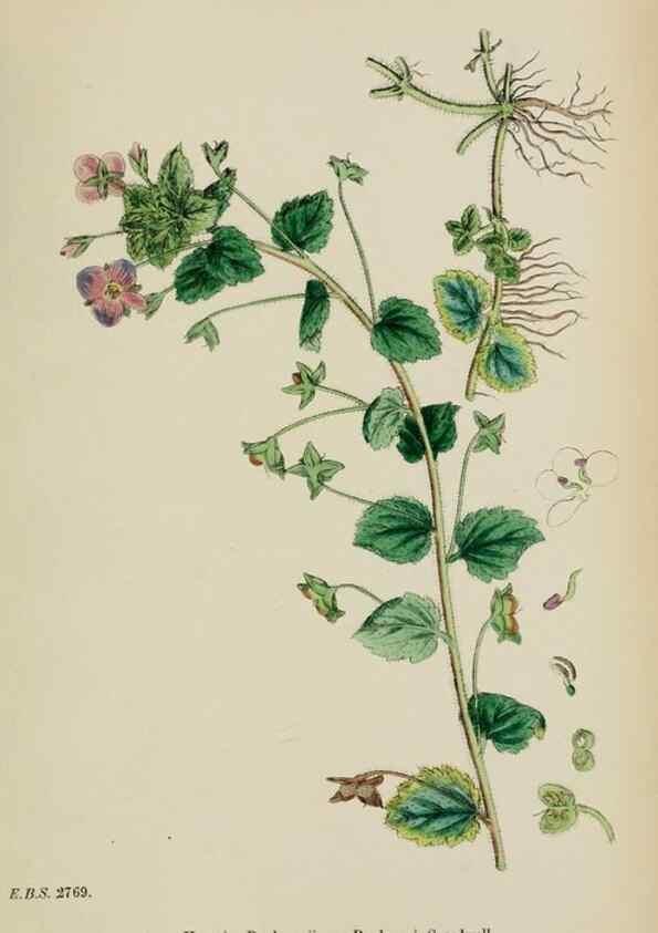 Reproducción/Reproduction 48718088007: English botany, or, Coloured figures of British plants /. London :R. Hardwicke,1863-1886.. 