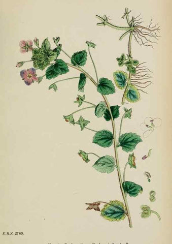 Reproducción/Reproduction 48718088007: English botany, or, Coloured figures of British plants /. London :R. Hardwicke,1863-1886.. 