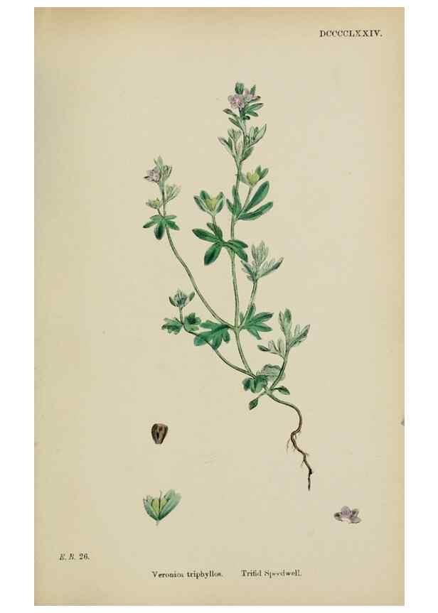 Reproducción/Reproduction 48717917751: English botany, or, Coloured figures of British plants /. London :R. Hardwicke,1863-1886.. 