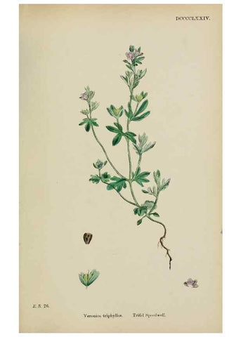 Reproducción/Reproduction 48717917751: English botany, or, Coloured figures of British plants /. London :R. Hardwicke,1863-1886.. 