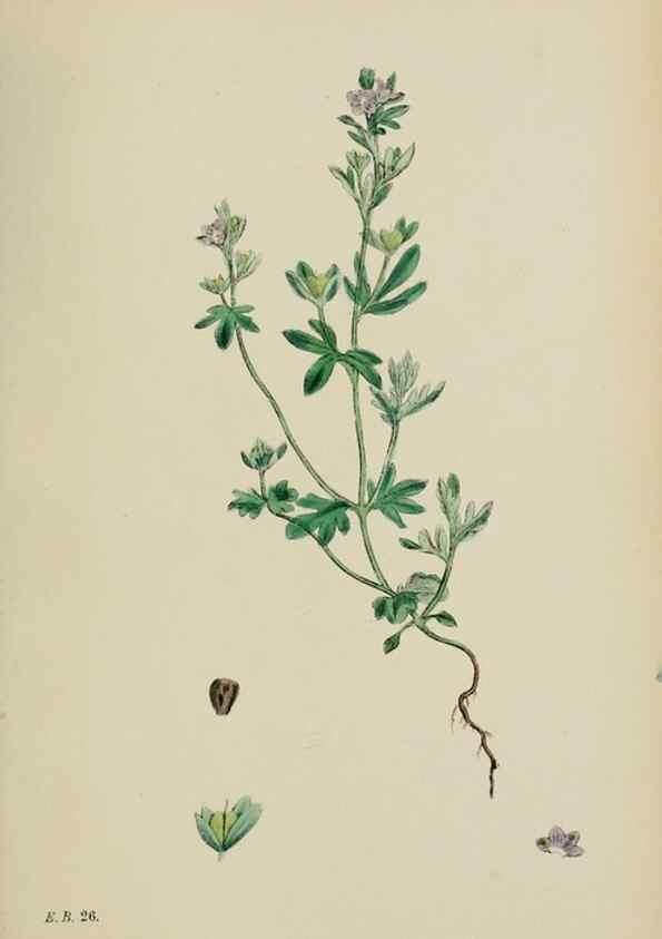 Reproducción/Reproduction 48717917751: English botany, or, Coloured figures of British plants /. London :R. Hardwicke,1863-1886.. 