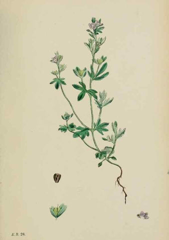 Reproducción/Reproduction 48717917751: English botany, or, Coloured figures of British plants /. London :R. Hardwicke,1863-1886.. 