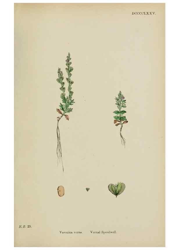 Reproducción/Reproduction 48718088627: English botany, or, Coloured figures of British plants /. London :R. Hardwicke,1863-1886.. 