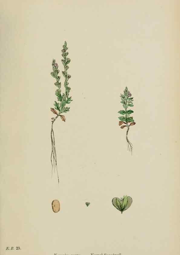 Reproducción/Reproduction 48718088627: English botany, or, Coloured figures of British plants /. London :R. Hardwicke,1863-1886.. 