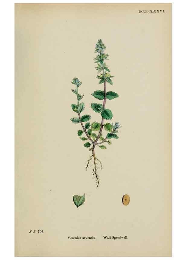Reproducción/Reproduction 48717918291: English botany, or, Coloured figures of British plants /. London :R. Hardwicke,1863-1886.. 