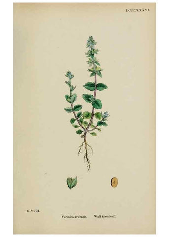 Reproducción/Reproduction 48717918291: English botany, or, Coloured figures of British plants /. London :R. Hardwicke,1863-1886.. 