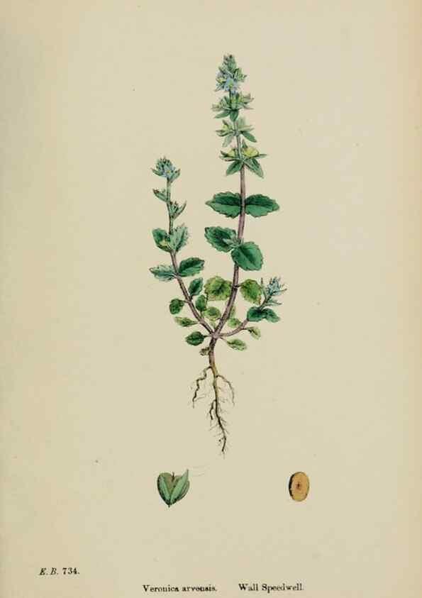Reproducción/Reproduction 48717918291: English botany, or, Coloured figures of British plants /. London :R. Hardwicke,1863-1886.. 