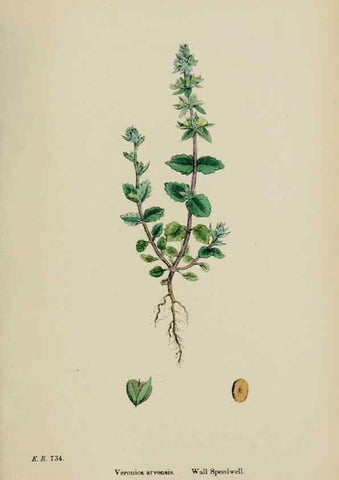 Reproducción/Reproduction 48717918291: English botany, or, Coloured figures of British plants /. London :R. Hardwicke,1863-1886.. 