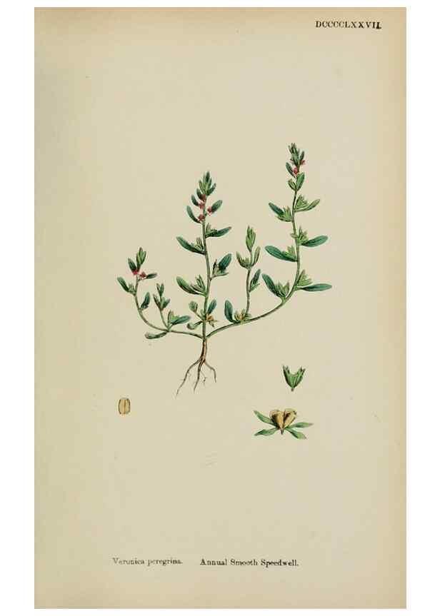 Reproducción/Reproduction 48717581783: English botany, or, Coloured figures of British plants /. London :R. Hardwicke,1863-1886.. 