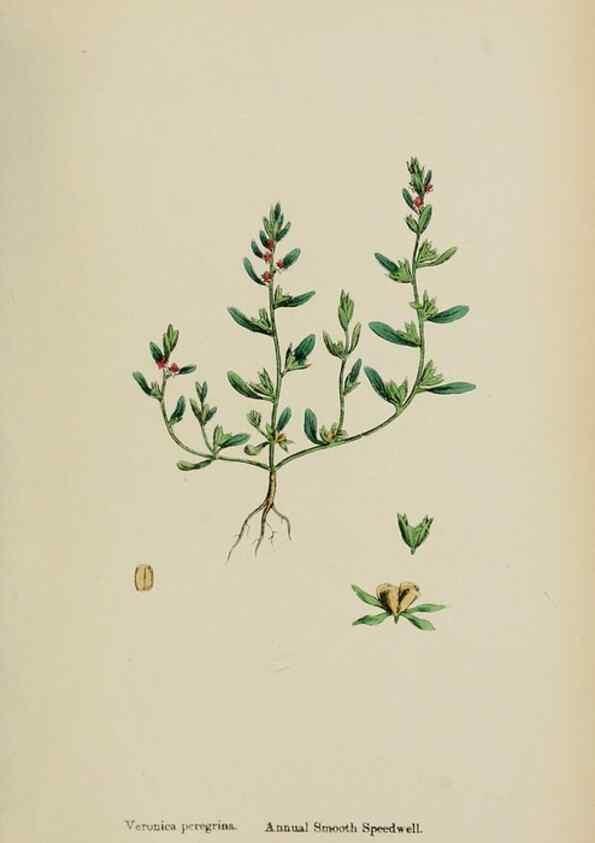 Reproducción/Reproduction 48717581783: English botany, or, Coloured figures of British plants /. London :R. Hardwicke,1863-1886.. 