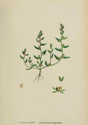 Reproducción/Reproduction 48717581783: English botany, or, Coloured figures of British plants /. London :R. Hardwicke,1863-1886.. 