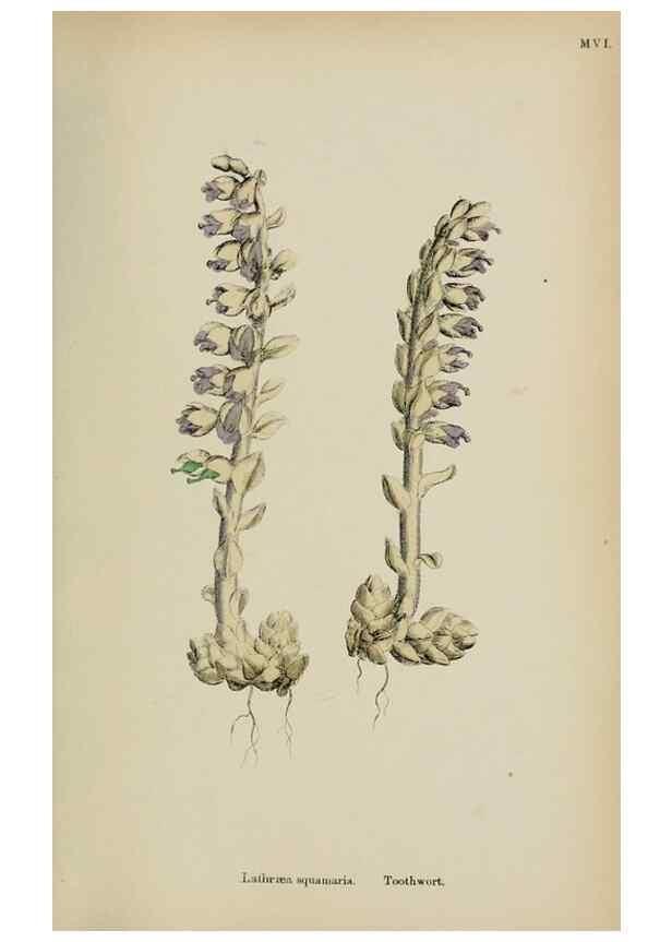 Reproducción/Reproduction 48718098587: English botany, or, Coloured figures of British plants /. London :R. Hardwicke,1863-1886.. 