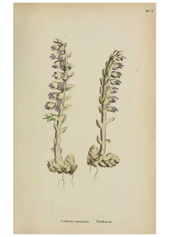 Reproducción/Reproduction 48718098587: English botany, or, Coloured figures of British plants /. London :R. Hardwicke,1863-1886.. 