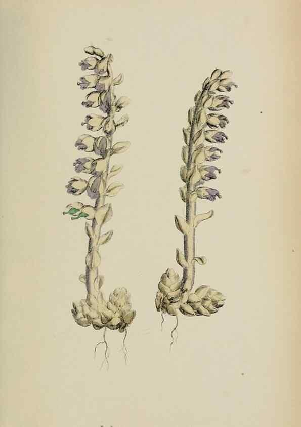 Reproducción/Reproduction 48718098587: English botany, or, Coloured figures of British plants /. London :R. Hardwicke,1863-1886.. 