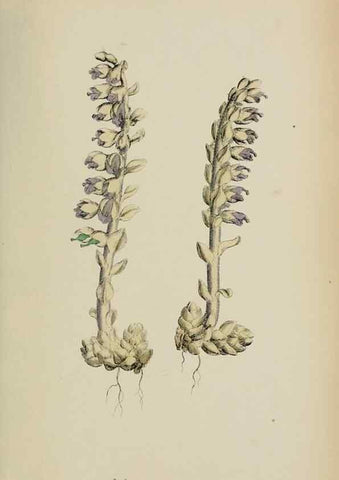 Reproducción/Reproduction 48718098587: English botany, or, Coloured figures of British plants /. London :R. Hardwicke,1863-1886.. 