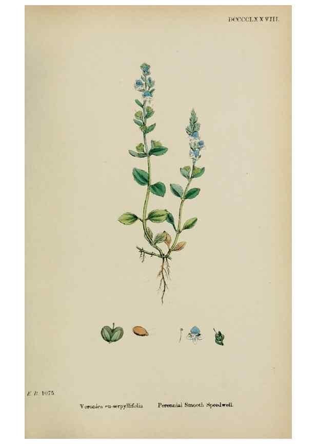 Reproducción/Reproduction 48717918921: English botany, or, Coloured figures of British plants /. London :R. Hardwicke,1863-1886.. 