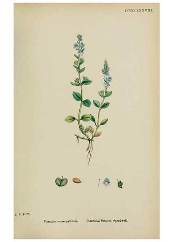 Reproducción/Reproduction 48717918921: English botany, or, Coloured figures of British plants /. London :R. Hardwicke,1863-1886.. 