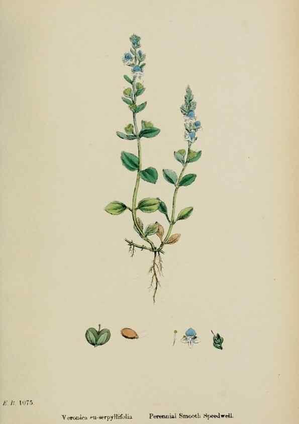 Reproducción/Reproduction 48717918921: English botany, or, Coloured figures of British plants /. London :R. Hardwicke,1863-1886.. 