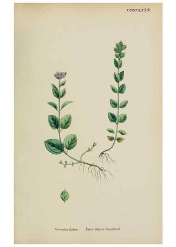 Reproducción/Reproduction 48718090397: English botany, or, Coloured figures of British plants /. London :R. Hardwicke,1863-1886.. 