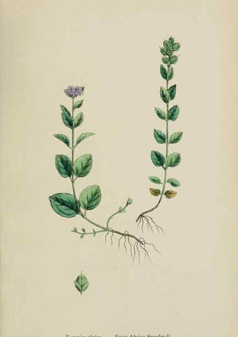 Reproducción/Reproduction 48718090397: English botany, or, Coloured figures of British plants /. London :R. Hardwicke,1863-1886.. 