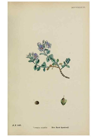 Reproducción/Reproduction 48717583188: English botany, or, Coloured figures of British plants /. London :R. Hardwicke,1863-1886.. 