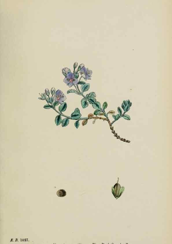 Reproducción/Reproduction 48717583188: English botany, or, Coloured figures of British plants /. London :R. Hardwicke,1863-1886.. 