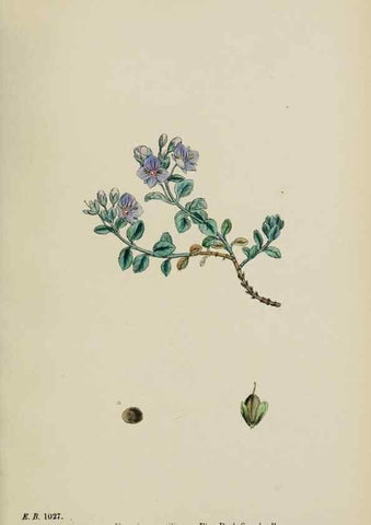 Reproducción/Reproduction 48717583188: English botany, or, Coloured figures of British plants /. London :R. Hardwicke,1863-1886.. 
