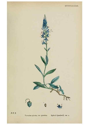 Reproducción/Reproduction 48717583503: English botany, or, Coloured figures of British plants /. London :R. Hardwicke,1863-1886.. 