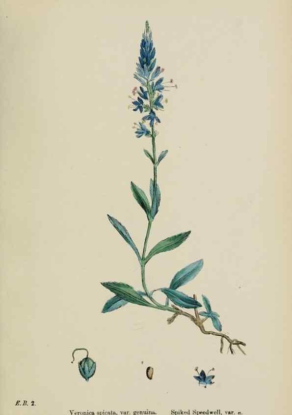 Reproducción/Reproduction 48717583503: English botany, or, Coloured figures of British plants /. London :R. Hardwicke,1863-1886.. 