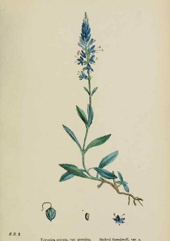 Reproducción/Reproduction 48717583503: English botany, or, Coloured figures of British plants /. London :R. Hardwicke,1863-1886.. 